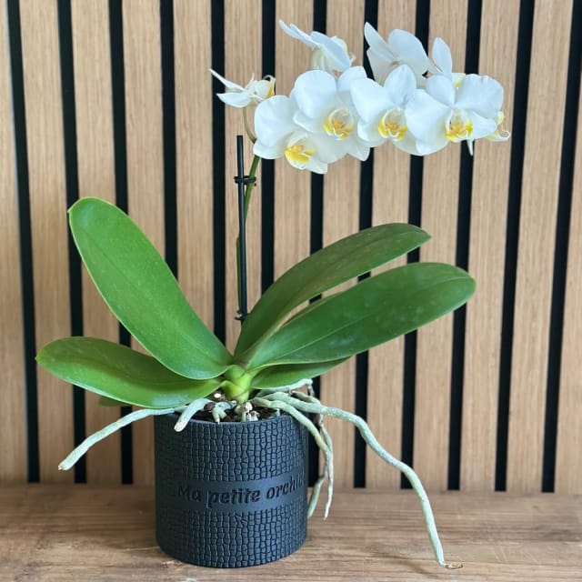 Cache Pot Carline
